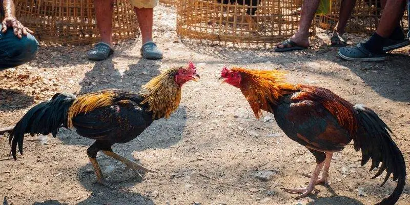 đá gà không cựa