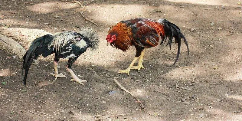 Thông tin so sánh giữa đá gà cựa non và cựa sắt